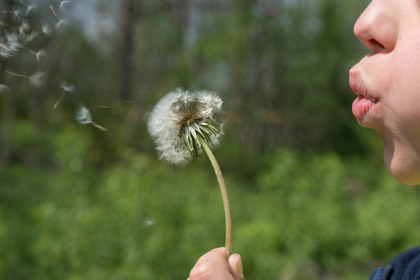 child blowing out white seeds of dandelion on summer sunny meadow, childhood freedom concept, enjoying summer activities - Photo, Image