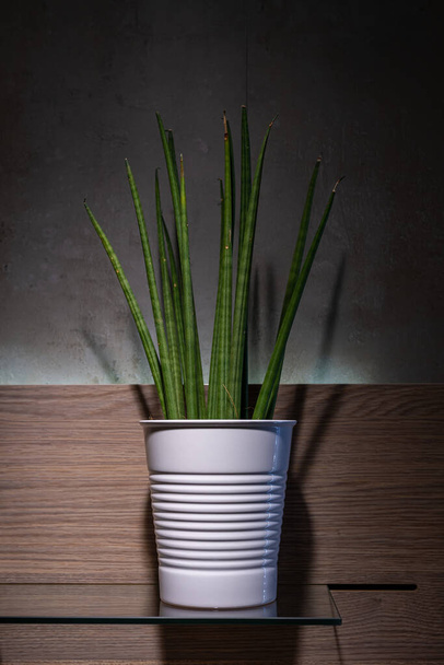 Green plant in a pot on dark background. Nature backdrop. - Fotografie, Obrázek