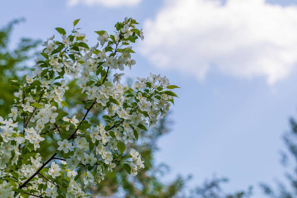 Apple tree flowers on sunny spring day. - Фото, зображення