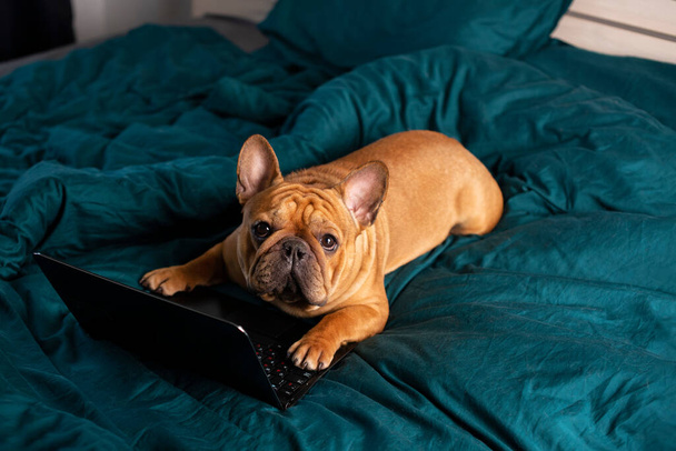French bulldog dog working in bed at a laptop during quarantine - Photo, Image
