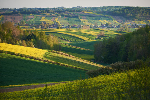 Сельский пейзаж с зерновыми и рапсовыми полями
 - Фото, изображение
