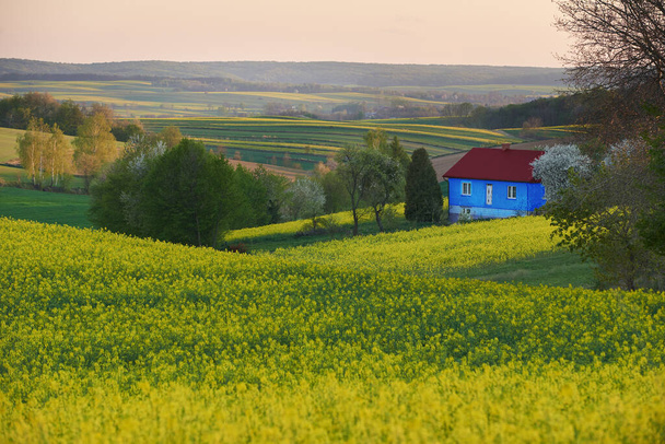 Старый, голубой дом на холме и вокруг поля изнасилования
 - Фото, изображение