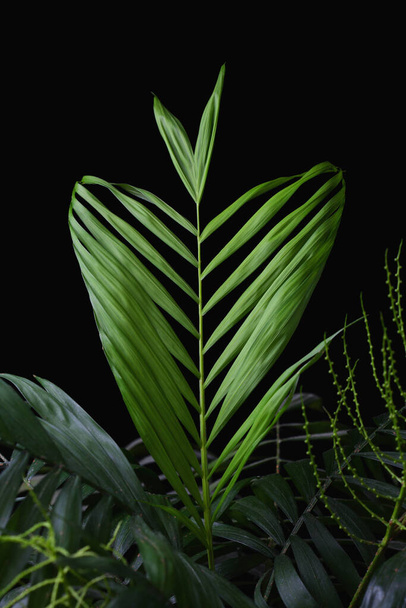 La feuille d'une plante se referme. Hamedorea palm (palmier en bambou)
) - Photo, image