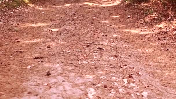Una manzana verde solitaria rueda a lo largo de un camino forestal
 - Metraje, vídeo