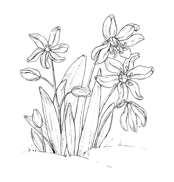 Primrose flower, line art in white background, sketch hand drawn illustration. Vector  - Vektor, obrázek