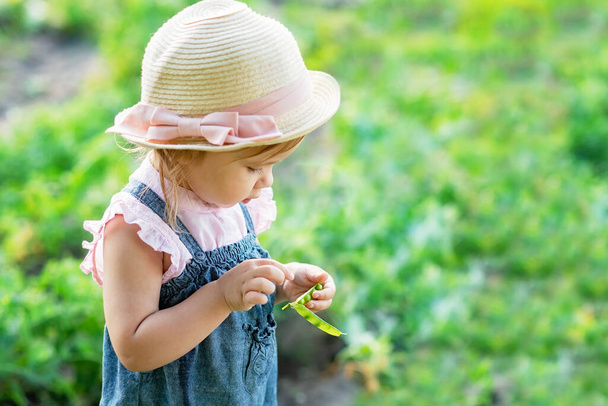 little farmer girl in hat eating pea pod in summer garden. Healthy eating for kid concept - 写真・画像
