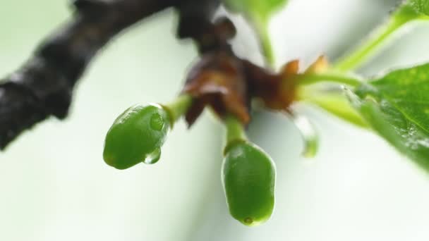 nezralá bio bílá švestka na švestkové větvi, zelená - Záběry, video