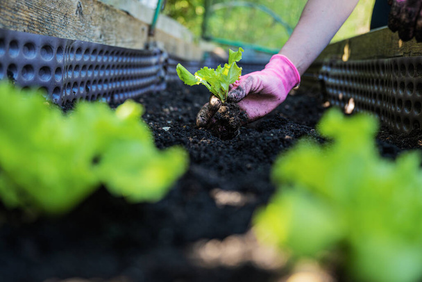 Laag uitzicht op een vrouw tuinieren, het dragen van roze handschoenen tijdens het planten van groene lente sla zaailing in donkere vruchtbare grond. - Foto, afbeelding