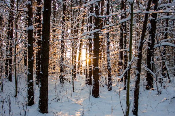 Snowy winter forest - Фото, зображення
