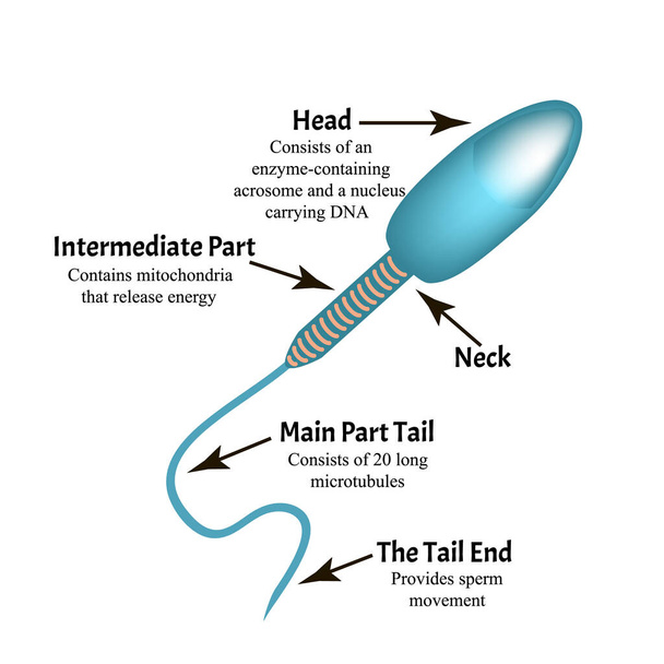 La structure du sperme. Infographie. Illustration vectorielle sur fond isolé
. - Vecteur, image