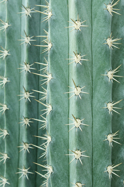 Detailní záběr kaktusu - Fotografie, Obrázek