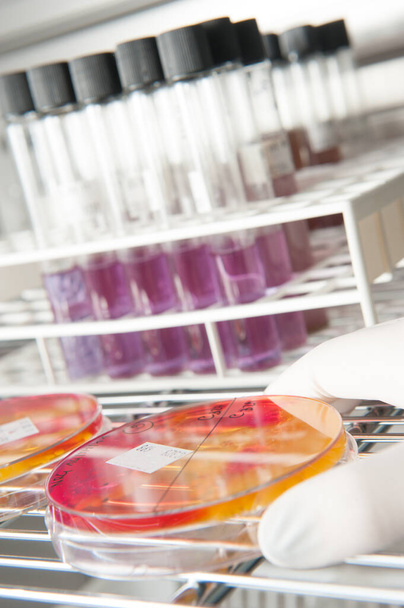 coltivazione di batteri virali in un laboratorio scientifico in frigorifero
 - Foto, immagini