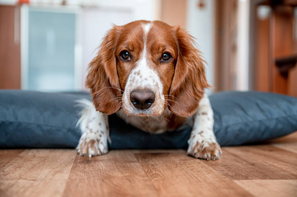 Cute welsh springer spaniel dog breed at home. Helthy adorable pretty dog. - Фото, изображение