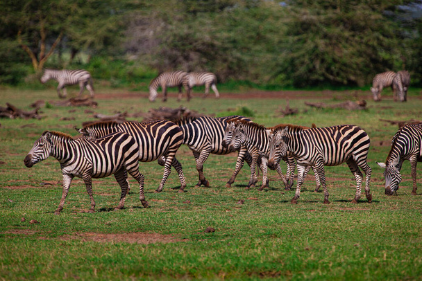 Zebras no Parque Nacional do Lago Manyara, Tanzânia
 - Foto, Imagem
