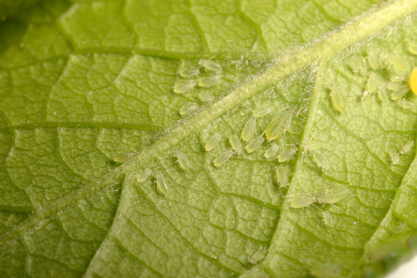 Plagas de insectos, pulgón en la planta - Foto, Imagen
