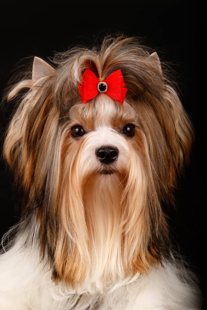 Studio photography of a Biewer Yorkshire Terrier on colored backgrounds - Photo, Image