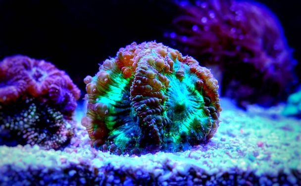 Blastomba wellsi - Большой полип Blastomba LPS Coral
 - Фото, изображение