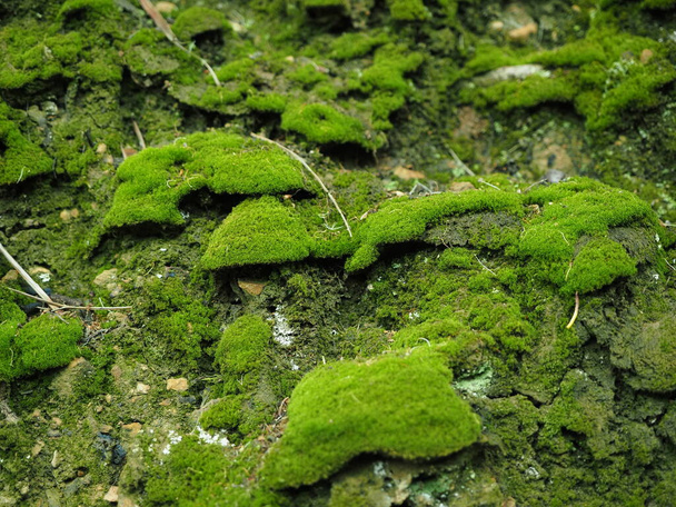 suelo de musgo verde bajo los arboles - Φωτογραφία, εικόνα