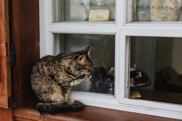 The cat sits on the window of the store and washes its paw - Fotó, kép