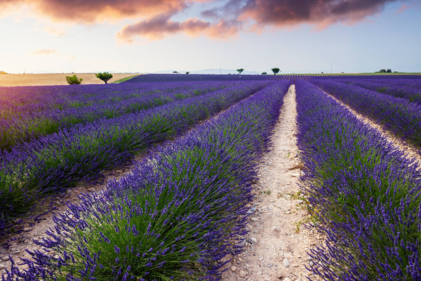 Lavendelfeld Sommer Sonnenuntergang Landschaft in der Nähe von Valensole.Provence, Frankreich - Foto, Bild