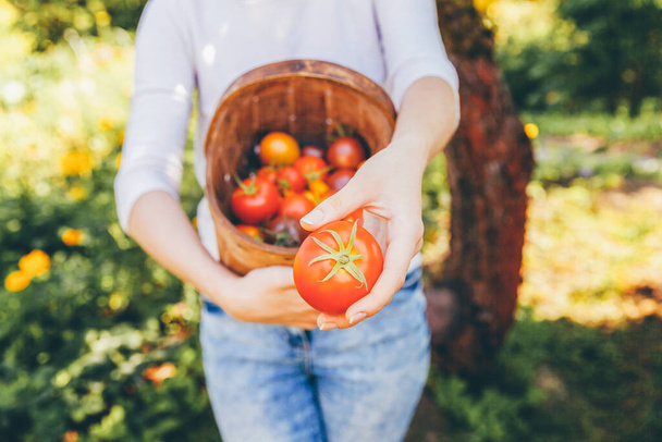 Koncepcja ogrodnictwa i rolnictwa. Młoda kobieta pracownik gospodarstwa ręce trzymając kosz zbierając świeże dojrzałe pomidory organiczne w ogrodzie. Produkcja szklarni. Produkcja żywności roślinnej - Zdjęcie, obraz
