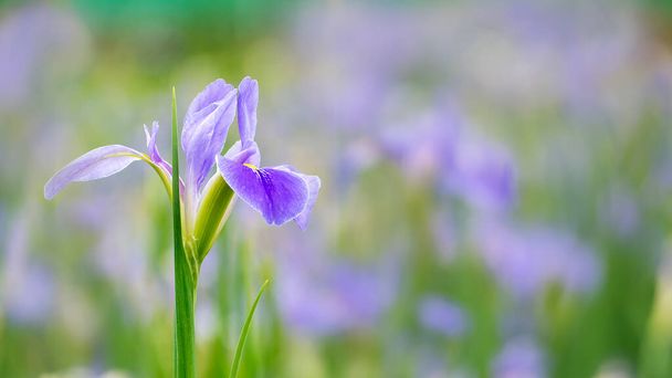 ぼやけた緑の庭の背景に紫色の虹彩の花(Iris germanica) - 写真・画像