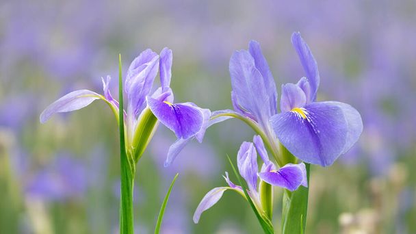 Violet iiris kukat (Iris germanica) hämärtynyt vihreä luonnollinen puutarha tausta
 - Valokuva, kuva