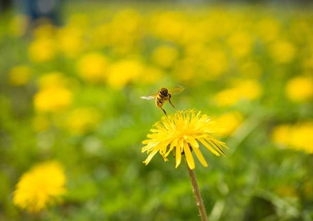 黄緑色のボケを背景に蜂が飛び立つ黄色いタンポポの花. - 写真・画像