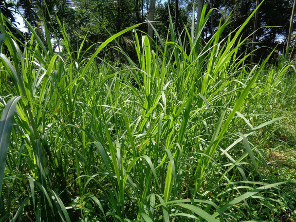 Close up Pennisetum purpureum (Cenchrus purpureus Schumach, Napier grass, elephant grass, Uganda grass, kolonjono, suket gajah) with ntural background. Una hierba tropical gigante
. - Foto, Imagen