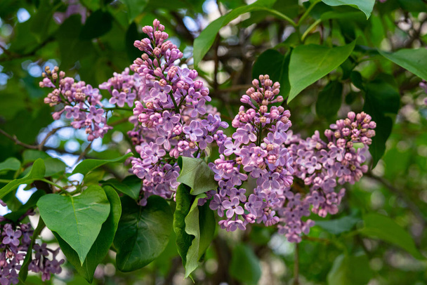 Beautiful purple lilac on a bush with green leaves. Flowers on the bushes - Photo, Image