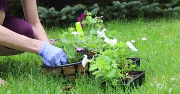 A young woman plants flowers in hanging pots. Gardening in the spring on the plot - Footage, Video