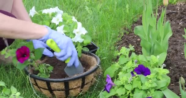 A young woman plants flowers in hanging pots. Gardening in the spring on the plot - Video