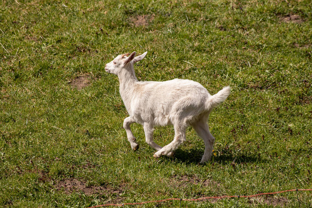 Маленькая коза играет на поле
 - Фото, изображение