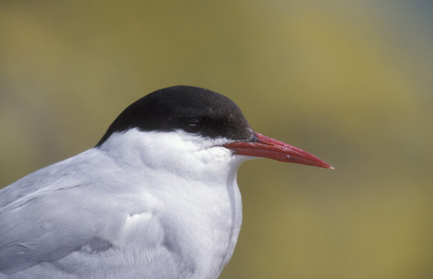 Arctic tern, Sterna paradisaea - Photo, Image