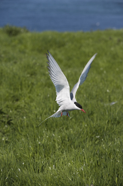 Arctic tern, Sterna paradisaea - Photo, Image