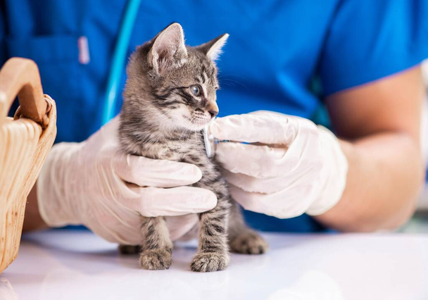 Врач-ветеринар осматривает котят в больнице для животных - Фото, изображение