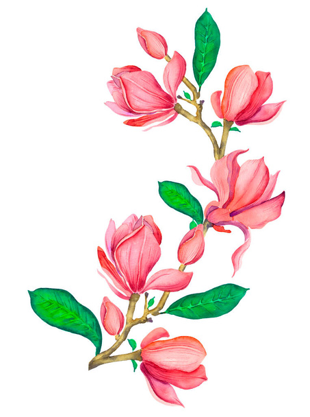Roze magnolia aquarel. Geïsoleerde afbeelding van een roze magnolia tak op een witte achtergrond. Lente elegante bloemen. Voor bruiloft uitnodigingen en wenskaart ontwerp. Aquarel clipart. - Foto, afbeelding