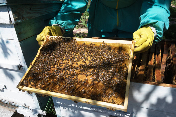  l'apicoltore in una tuta protettiva azzurra e guanti gialli tira fuori una struttura con api dall'alveare, l'apicoltura e il favo, sviluppando l'impresa di famiglia
 - Foto, immagini