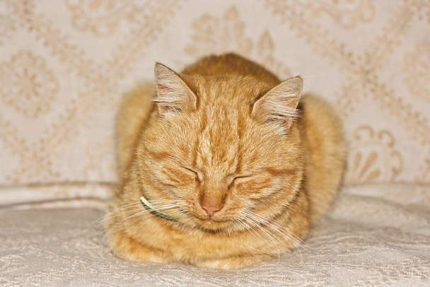 Красива червона кішка спить. Кіт крупним планом
 - Фото, зображення