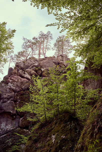 über die Natur der Felsen des Bergwaldes - Foto, Bild