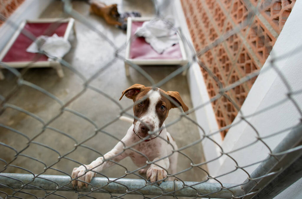 Un cane di salvataggio in un rifugio per animali sta guardando attraverso la recinzione
 - Foto, immagini