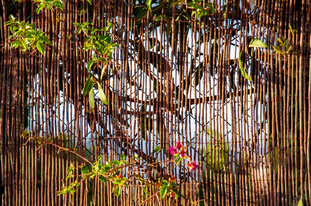 Небо светит через тростниковый забор с переплетенными зелеными растениями с красными цветами
. - Фото, изображение