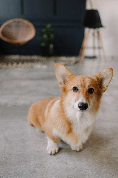 Corgi breed dog sits on the floor in the room and looks. dog life. dog friend of man. eared dog. happiness to have a dog - Φωτογραφία, εικόνα