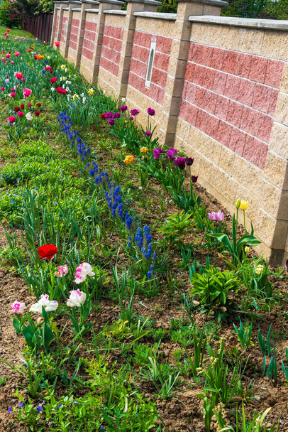 Bunte Garteneinfassung, Blumenbeet, Betonzaun - Foto, Bild