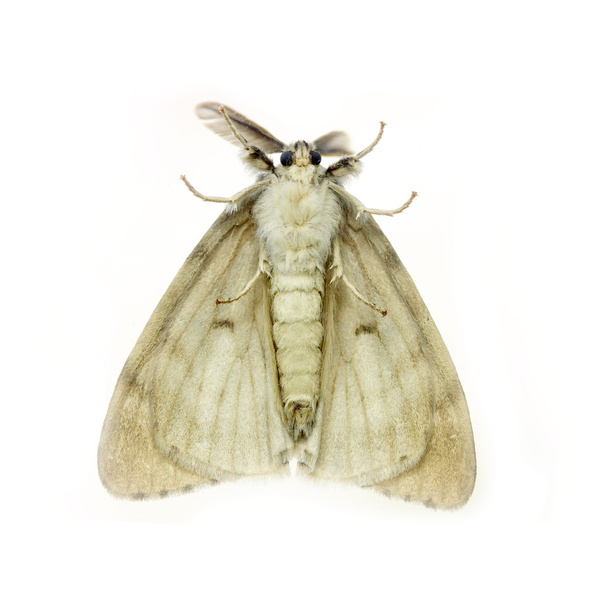 белый anthelidid моли - Фото, изображение