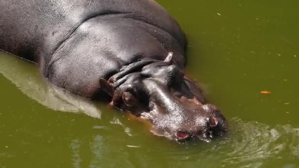 Primer plano de un hipopótamo relajándose en el agua sucia del estanque
 - Metraje, vídeo