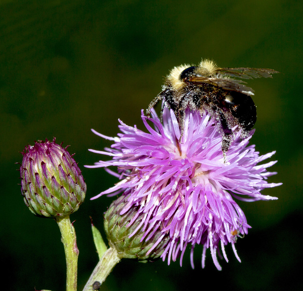 Bee on Thistle flower - Photo, Image