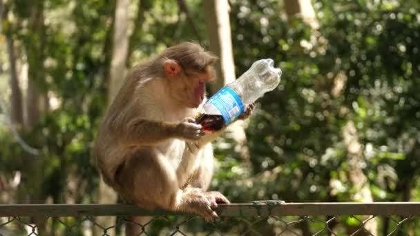 Een gewone makaak aap drinken frisdrank uit een plastic fles huisdier zittend op een hek - Video