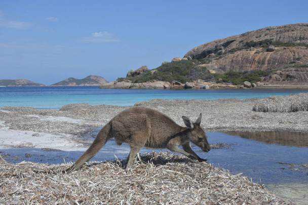Ένα καγκουρό στην παραλία στο Lucky Bay Cape le Grand στη Δυτική Αυστραλία - Φωτογραφία, εικόνα