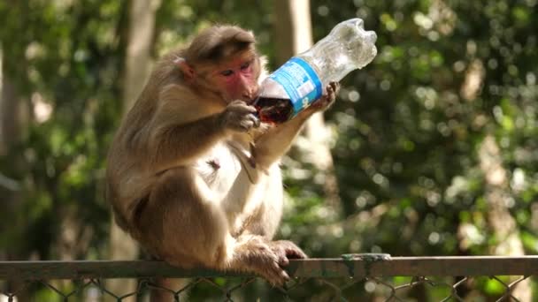 Egy közönséges makákó majom szódát iszik egy kerítésen ülő műanyag üvegből. - Felvétel, videó